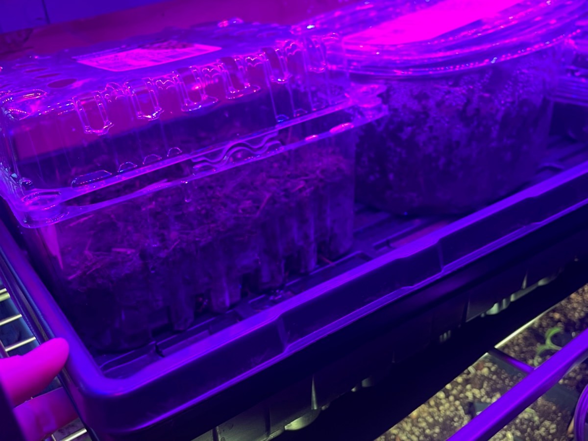 Starting Seeds: Easy as&nbsp;1,2,3